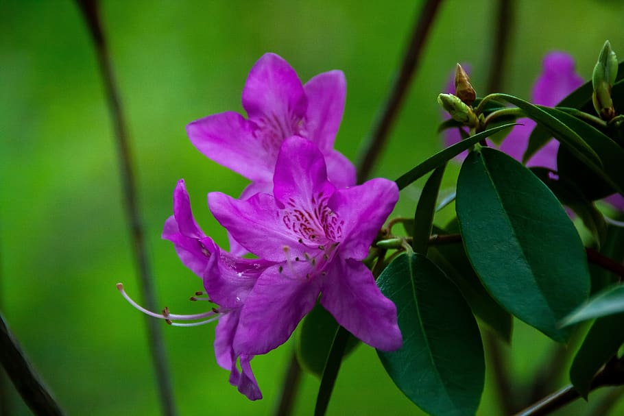 flowers, flora, nature, flowering plant, vulnerability, fragility HD wallpaper