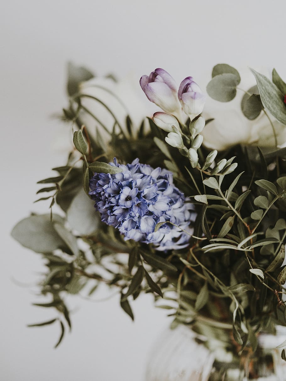 blue-petaled flowers, plant, blossom, flower arrangement, flower bouquet HD wallpaper