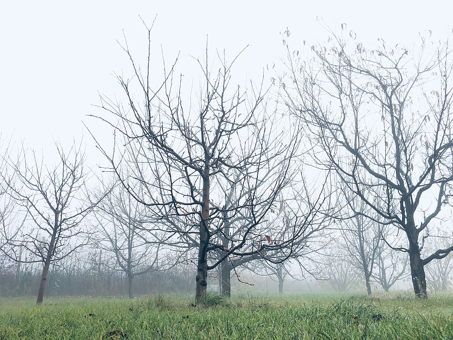 white, trees, fog, plant, bare tree, sky, nature, land, tranquility HD wallpaper