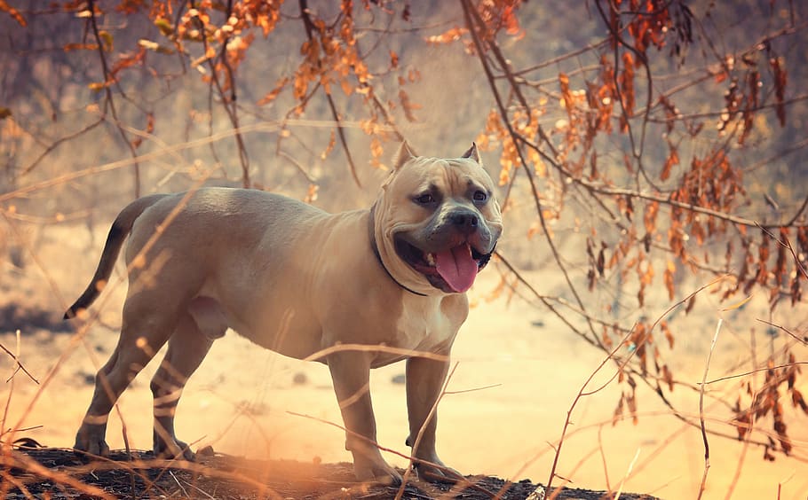 Beige Coated Dog, adorable, animal, animal photography, cute HD wallpaper