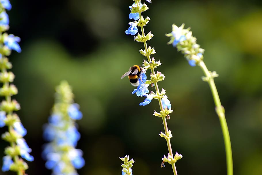 bee, nature, flower, flowering plant, fragility, vulnerability HD wallpaper