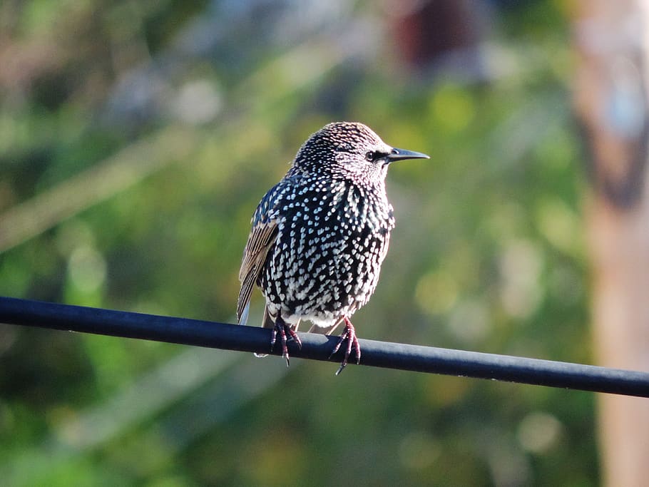 bird, animal, accipiter, beak, european starling, massachusetts, HD wallpaper