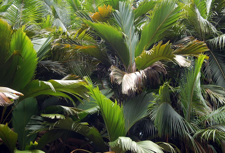 seychelles, leaf, palm forest, palm tree, tropical, green, greenery HD wallpaper