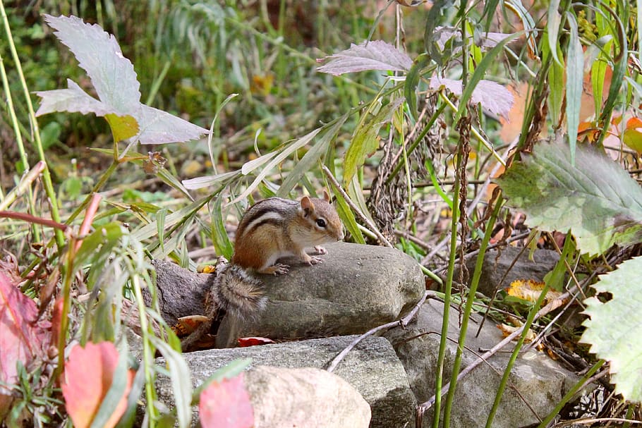 chipmunk, leaves, cute, tail, fall, autumn, forest, animal HD wallpaper