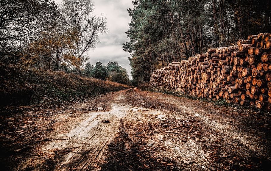 way, the path, gloomily, gray, dramatically, nature, forest HD wallpaper