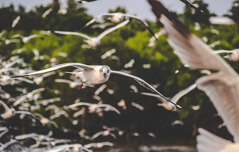 flying birds, animal, animal themes, animal wildlife, animals in the wild HD wallpaper