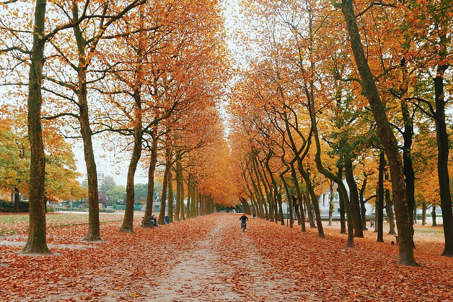 belgium, brussels, autumn, tree, street, orange, forest, change HD wallpaper