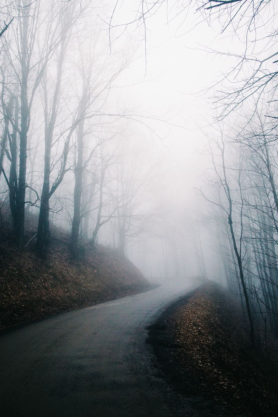 empty road through forest surrounded with fogs, tree, the way forward HD wallpaper