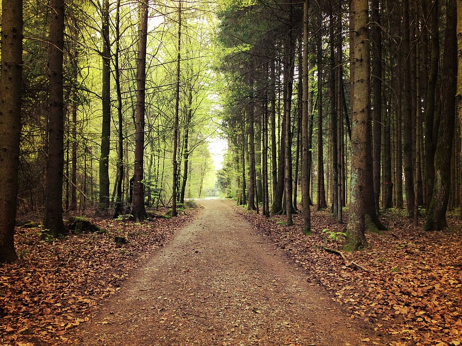 trees, woods, path, autumn, forest, the way forward, direction HD wallpaper