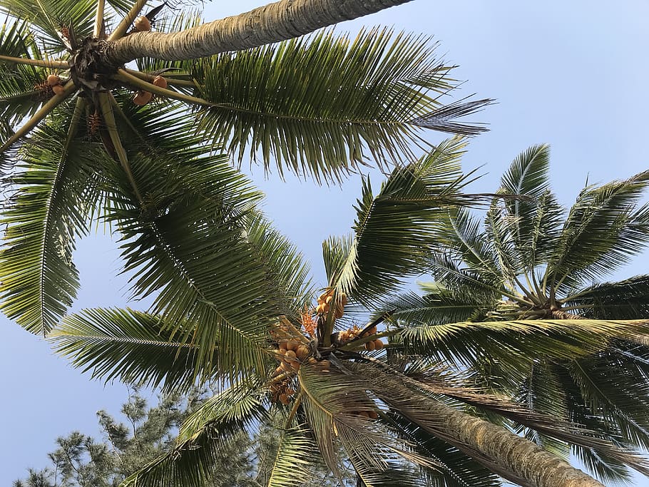sri lanka, tree, palm tree, plant, tropical climate, growth HD wallpaper