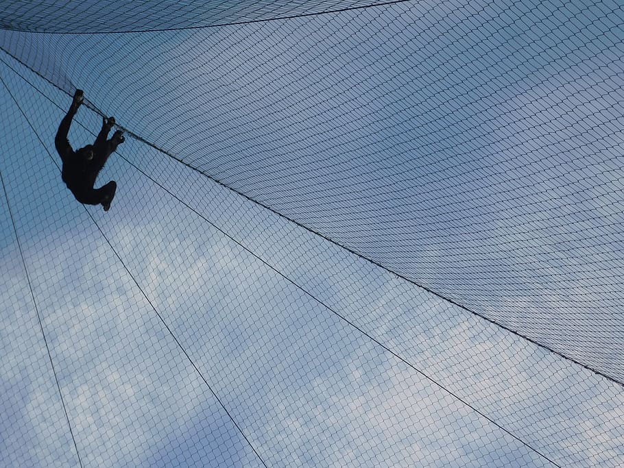 monkey, net, zoo, black, sky, blue, low angle view, real people HD wallpaper