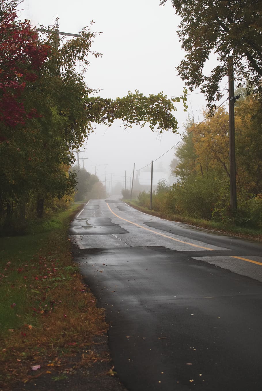 road and trees, gravel, dirt road, canada, crabtree, asphalt HD wallpaper