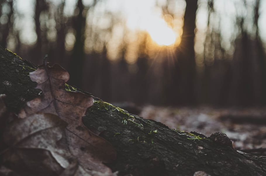 flare, light, leaf, plant, sunlight, moss, tree, mushroom, agaric HD wallpaper