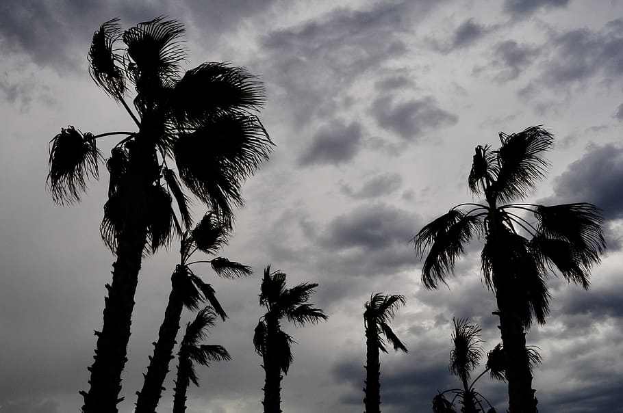 storm, sky, clouds, wind, palm tree, tropical climate, cloud - sky HD wallpaper
