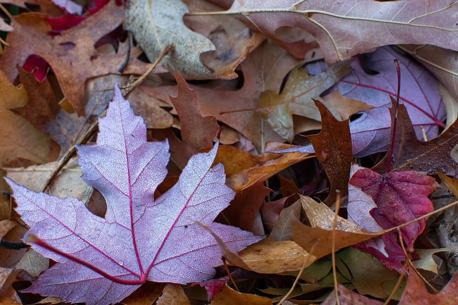 brown maple leaves, leaf, plant part, autumn, dry, change, no people HD wallpaper