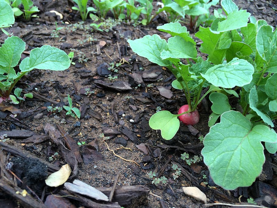 radish, garden, leaf, plant part, growth, vegetable, dirt, nature HD wallpaper