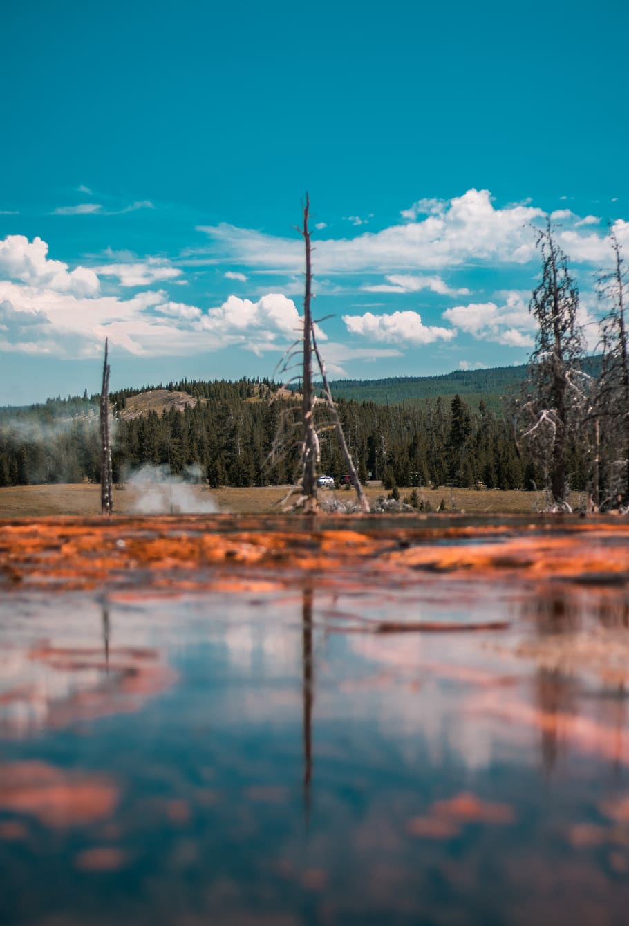 brown dead tree, sky, water, reflection, cloud - sky, nature HD wallpaper