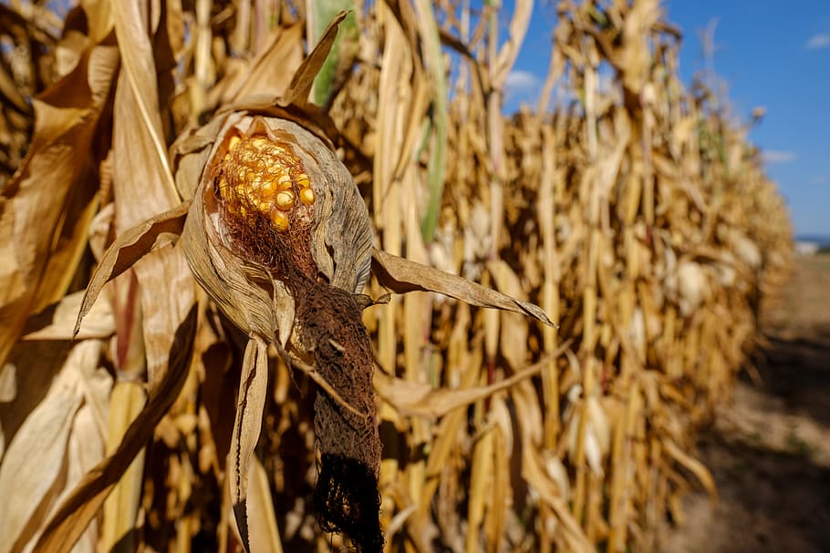 corn, cornfield, corn plant, agriculture, arable, fodder maize HD wallpaper