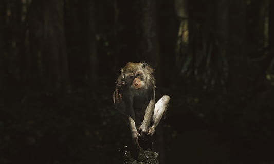 gray monkey on tree branch during nighttime, ubud, indonesia HD wallpaper