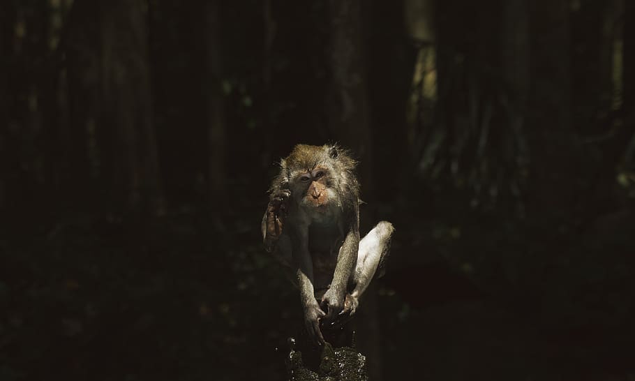 gray monkey on tree branch during nighttime, ubud, indonesia