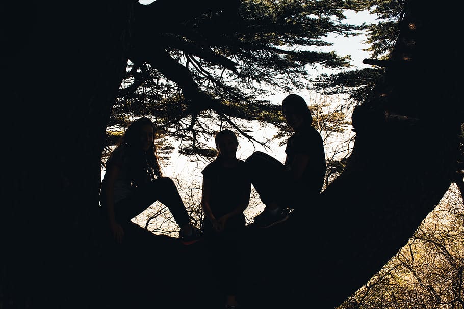 friends, tree, forest, group of people, real people, leisure activity HD wallpaper