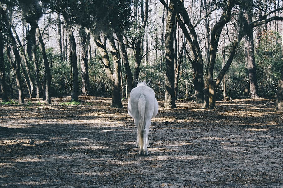 horse, funny, tree, plant, animal themes, mammal, one animal HD wallpaper