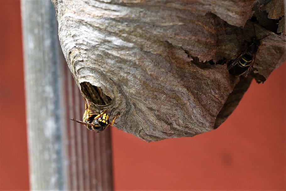 long head wasp, medium-sized wasp, sting, beneficial, hunter HD wallpaper