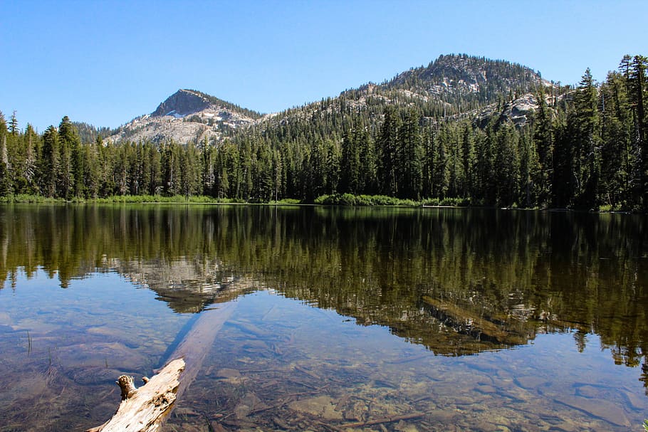 Trees and Pond, conifer, daylight, environment, evergreen, forest HD wallpaper