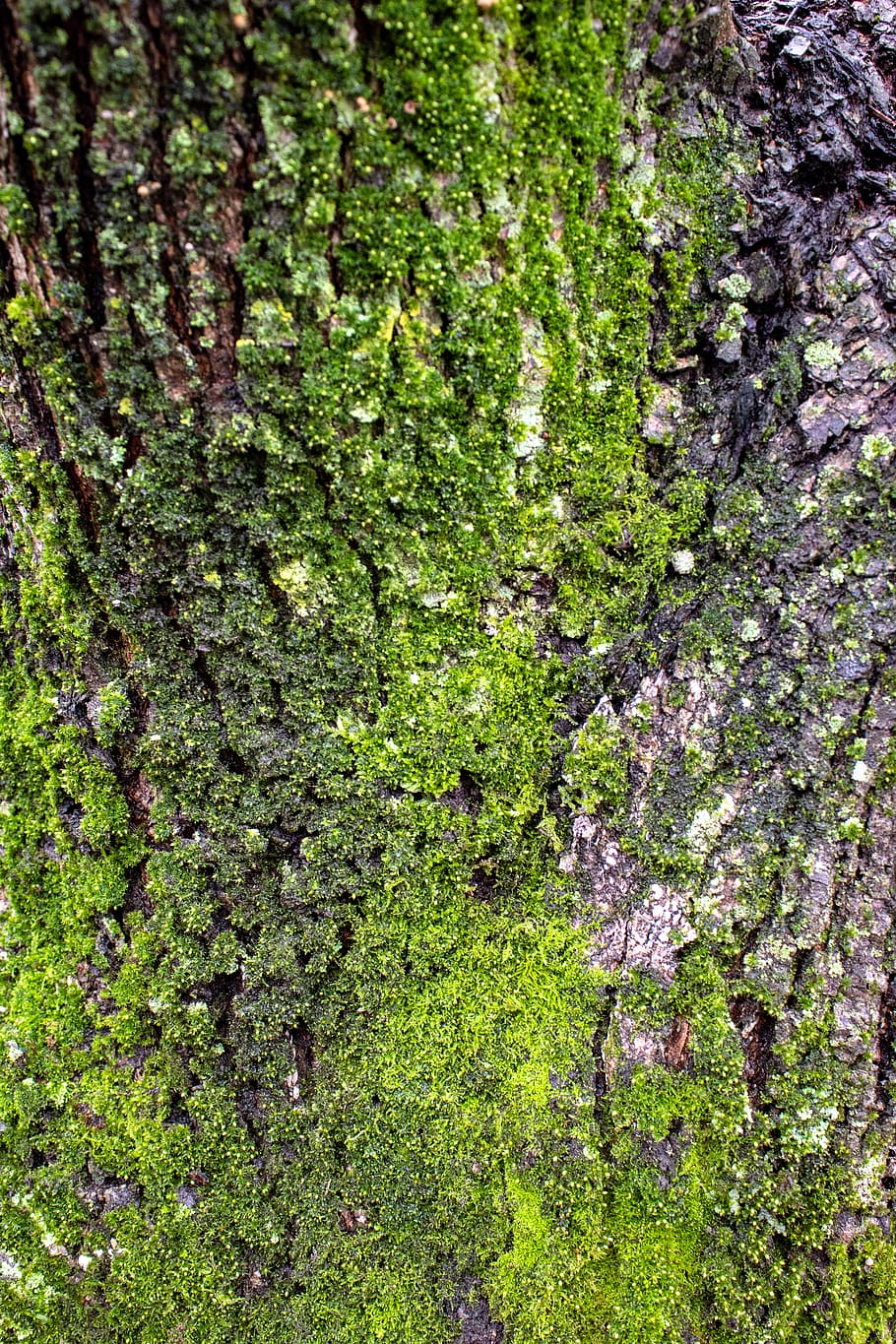 tree, bark, moss, green, nature, lichen, forest, woods, plant HD wallpaper