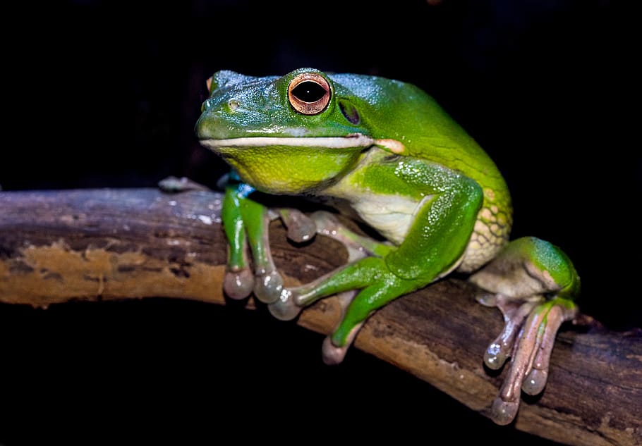 green frog on branch, animal themes, vertebrate, animal wildlife HD wallpaper