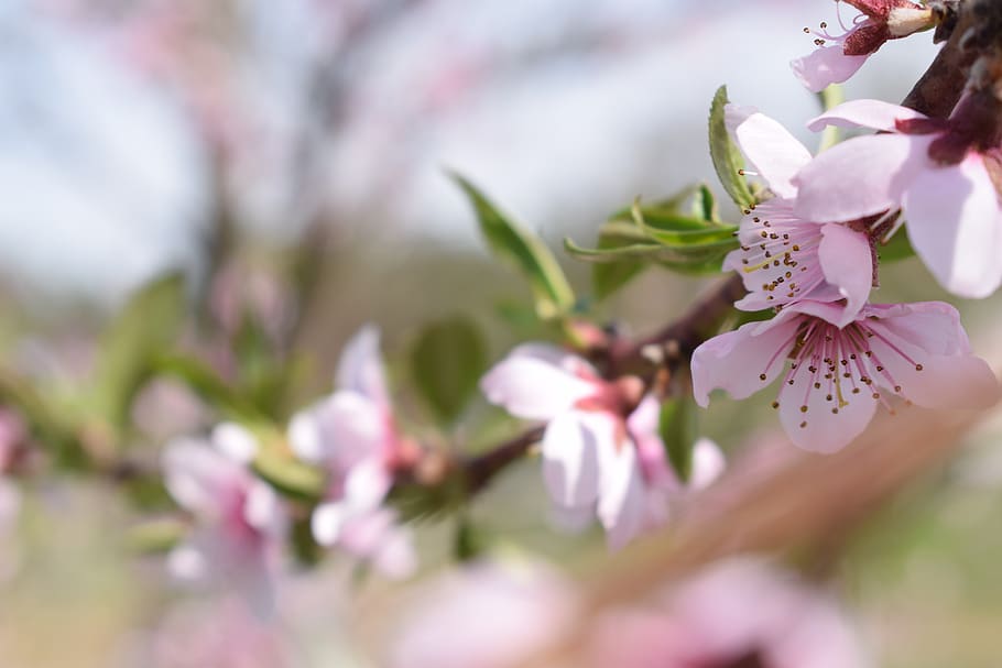 spring, flowers, pink, nature, beauty, blooming, flora, garden HD wallpaper