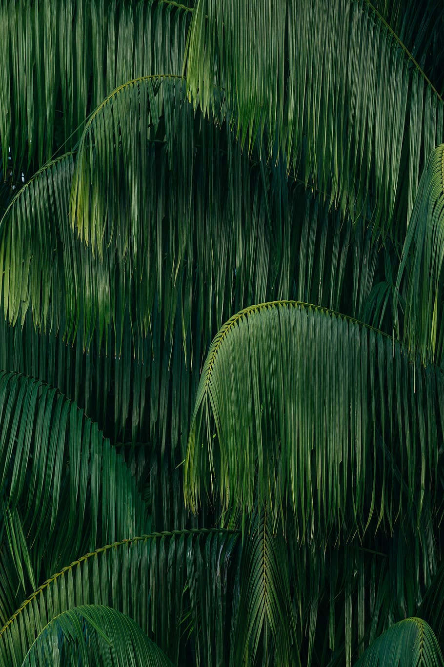 green coconut trees, green color, beauty in nature, leaf, growth, HD wallpaper