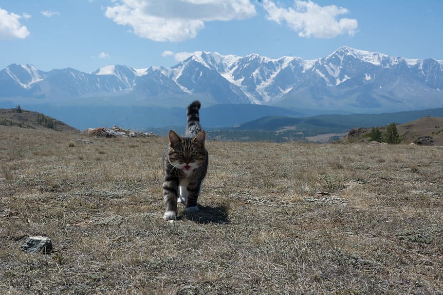 the north-chuyskiy ridge, altai, cat, mountains, summer, sky HD wallpaper