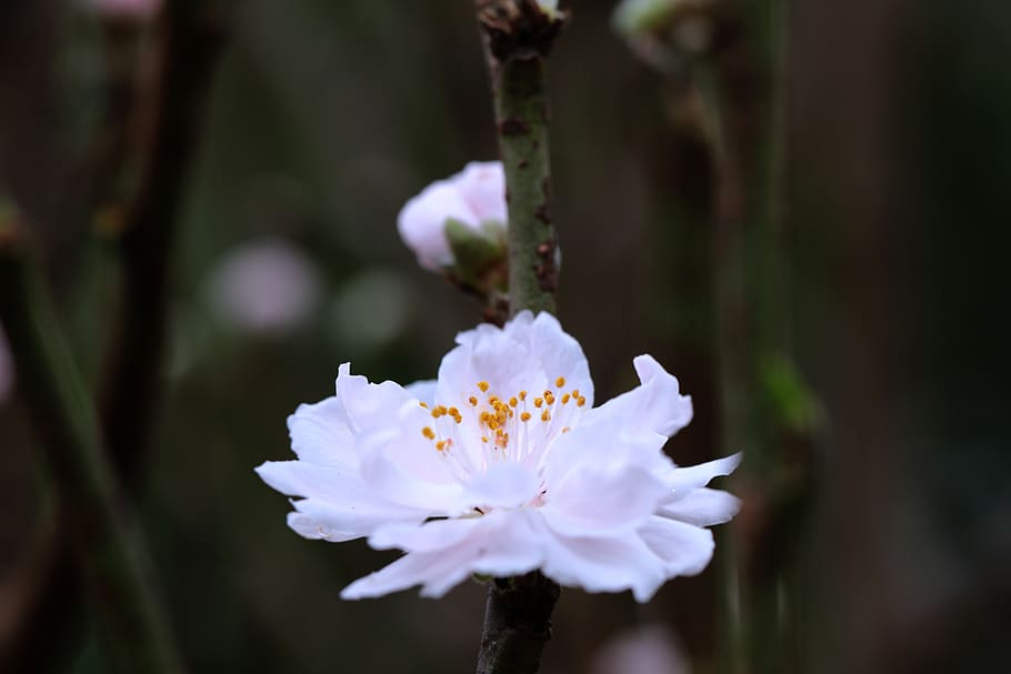 macau, floers, flower, flowering plant, fragility, freshness HD wallpaper
