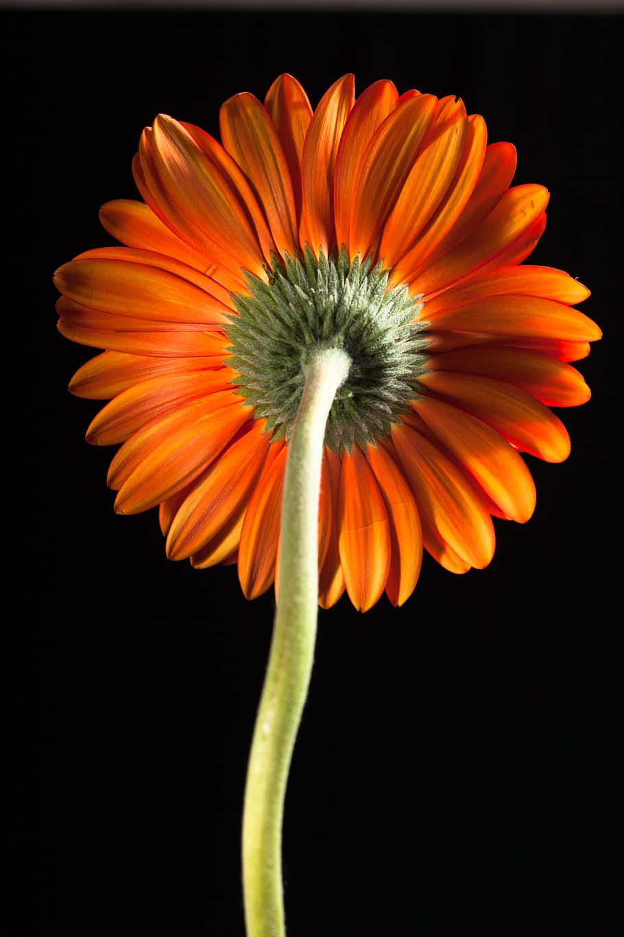 beautiful, red, gerbera, stem, isolated, black, closeup, flower HD wallpaper