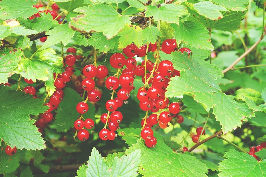 currant, berry, wild, tree, fruit, nature, red, plant part HD wallpaper