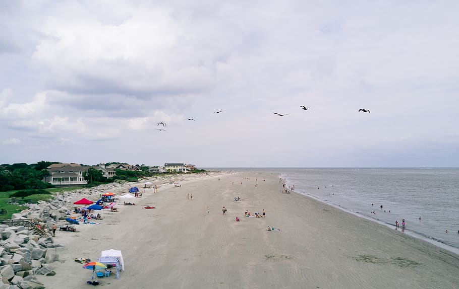beach, birds, sea, land, water, cloud - sky, flying, sand, vertebrate HD wallpaper