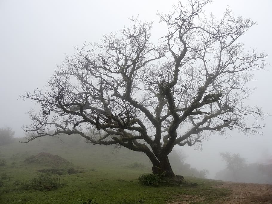 bare tree, deciduous, mist, cold, leafless, scene, landscape HD wallpaper