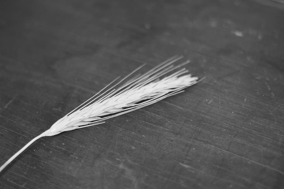 wheat, wood, bench, black, white, black and white, detail, close-up HD wallpaper