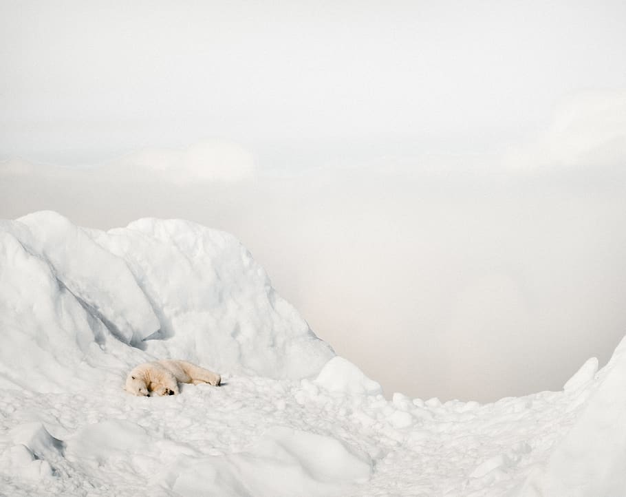 polar bear lying on snow, mammal, animal, wildlife, pet, canine HD wallpaper