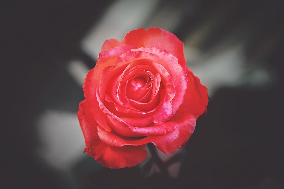 flower, red, petal, bloom, garden, plant, nature, autumn, fall HD wallpaper