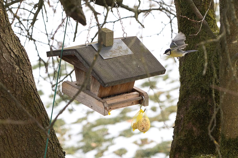 aviary, bird, tit, bird flight, tree, birdhouse, tree trunk HD wallpaper