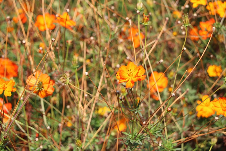 flower, nature, park, botany, garden, plant, flora, wild, flowering plant HD wallpaper