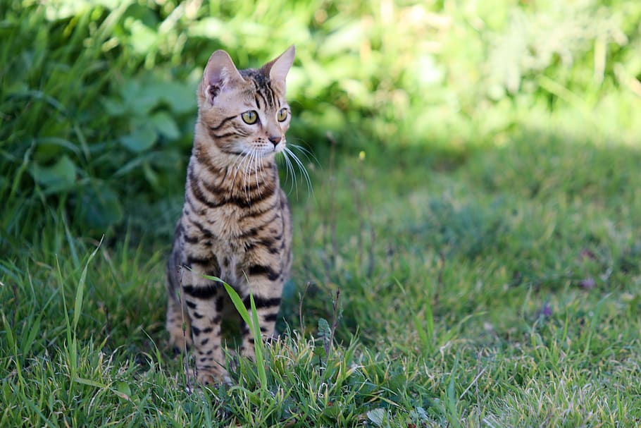 cat, animals, tiger, pet, bengal, animal themes, feline, one animal HD wallpaper