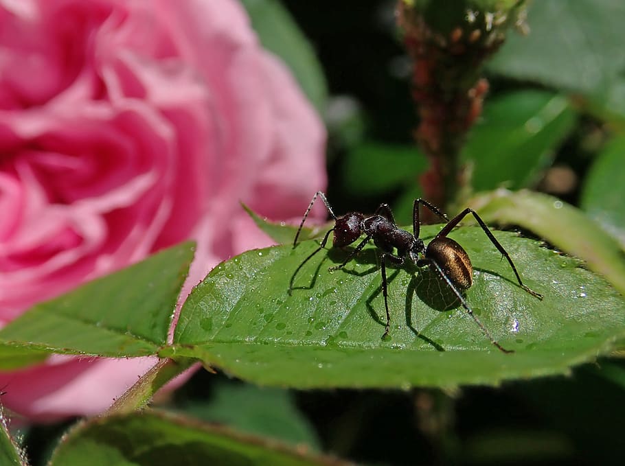 ant, insect, rose, leaf, garden, nature, plant part, invertebrate HD wallpaper