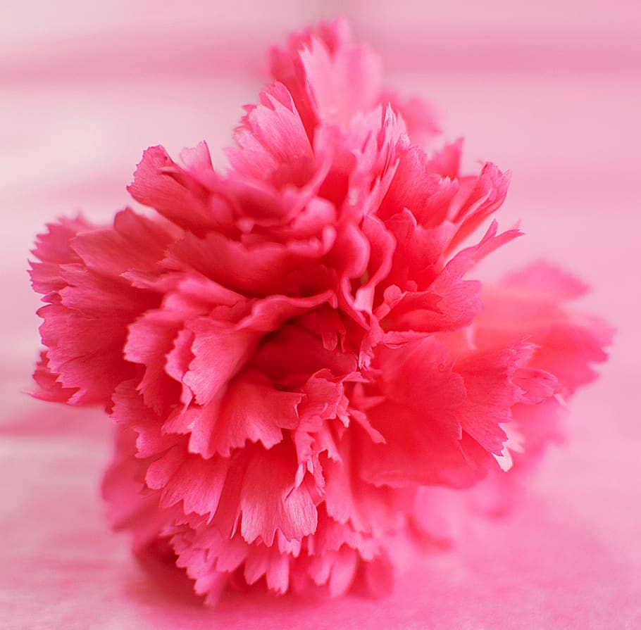 pink petaled flower, pink color, flowering plant, beauty in nature HD wallpaper