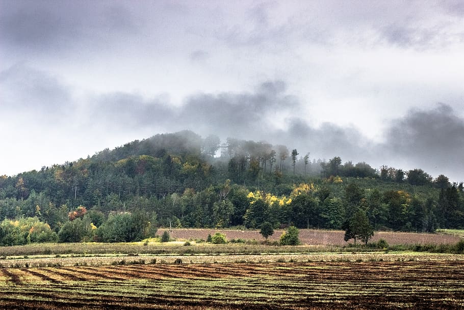 forest, hill, trees, mist, fog, plant, landscape, environment HD wallpaper