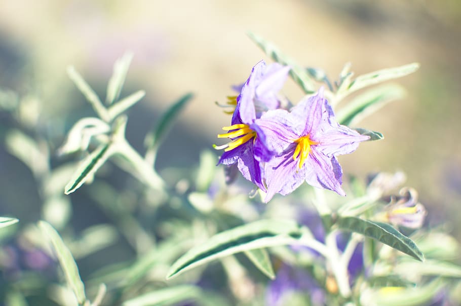 greece, sarti, flower, flowering plant, beauty in nature, freshness HD wallpaper