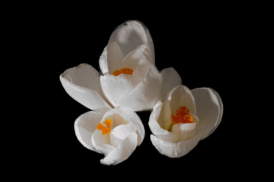 crocus, plant, flowers, spring, nature, white, black background HD wallpaper