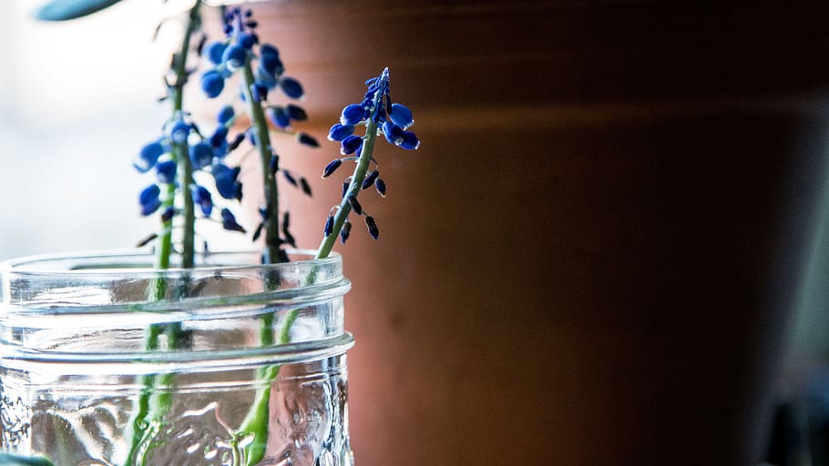 canada, windsor, blue, mason jar, window, pot, flower, grow HD wallpaper